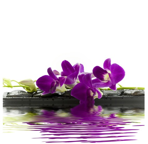 Image of purple flowers