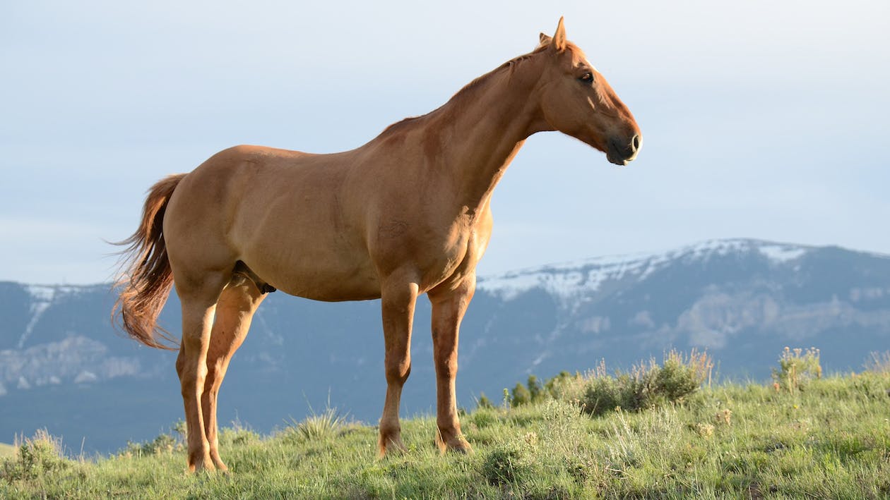 image of a horse on a hill