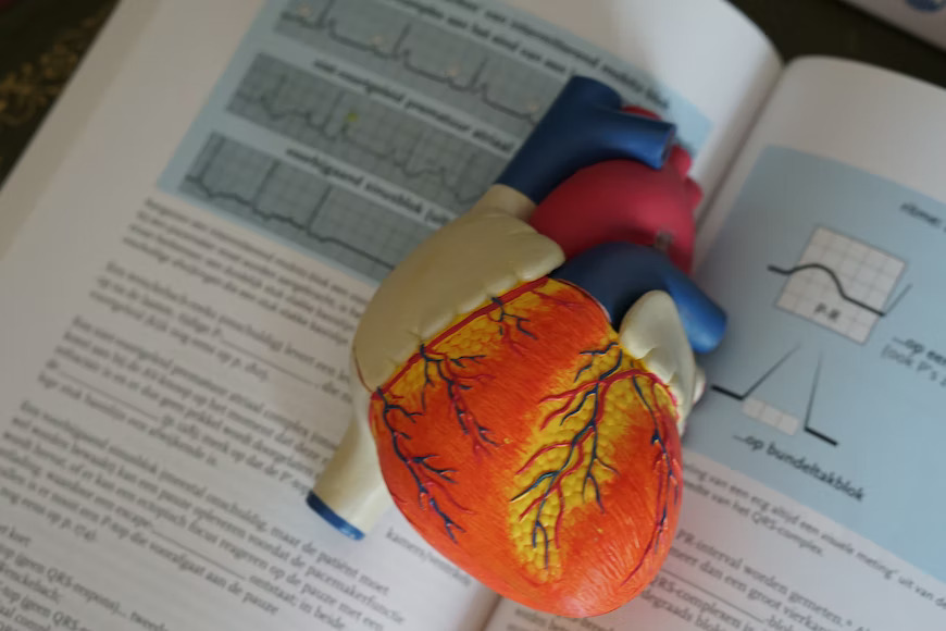 image of model heart in a textbook