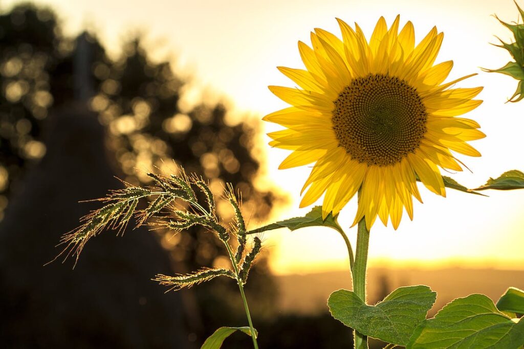image of sunflower in sunshine