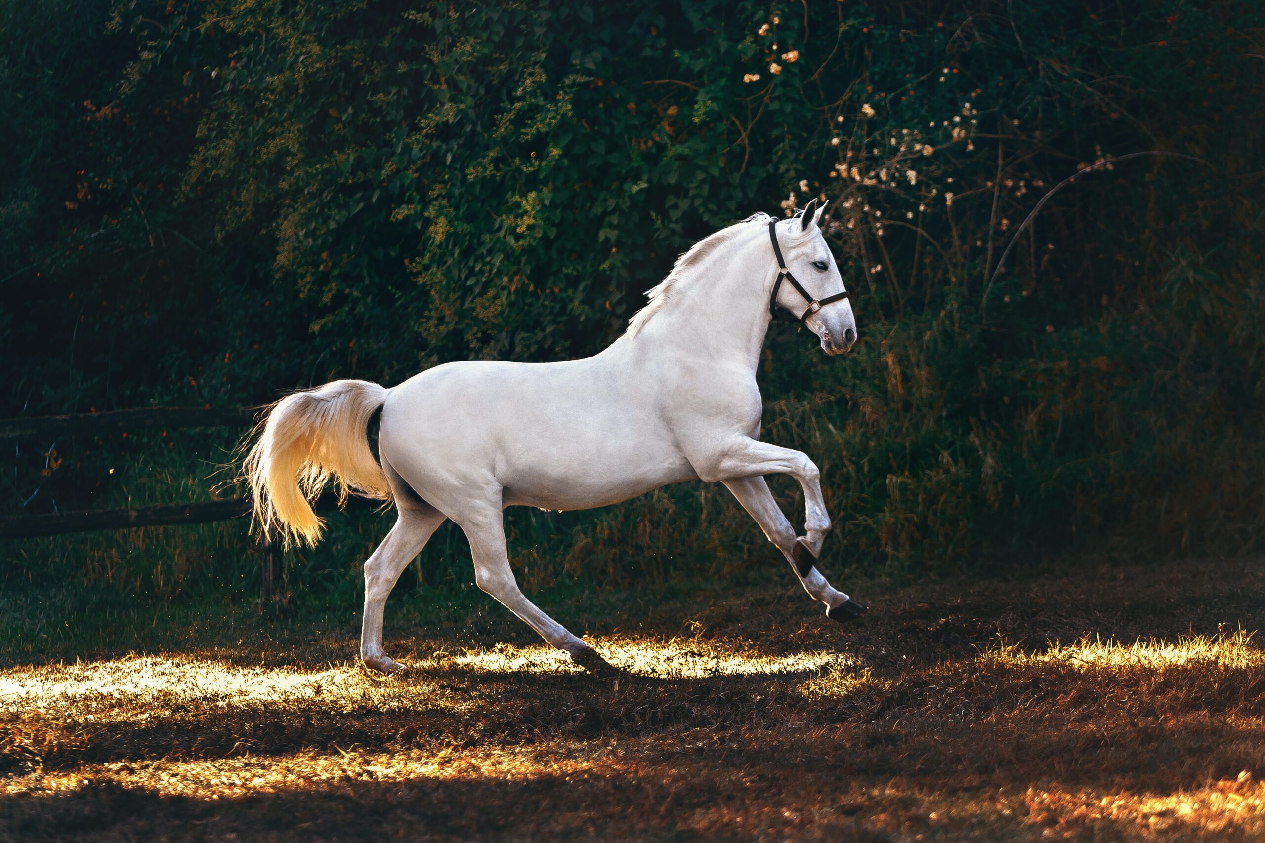 pexels-helena-lopes-1996338 An image of a white horse running