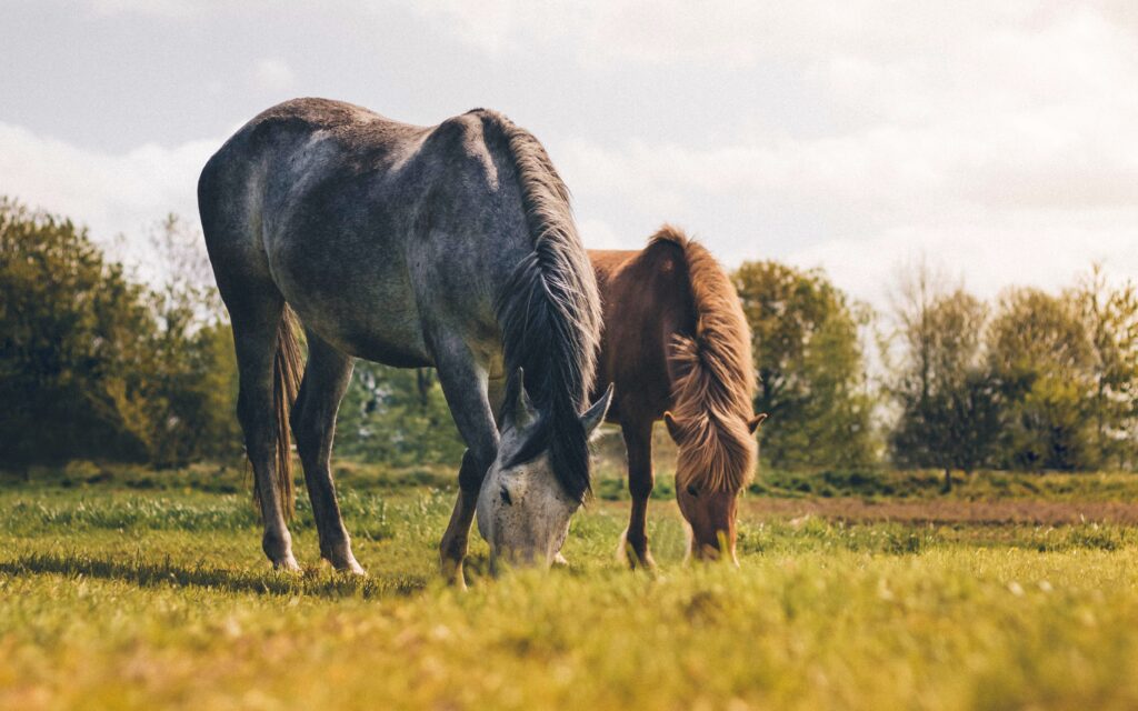 Image of two horses eating grass