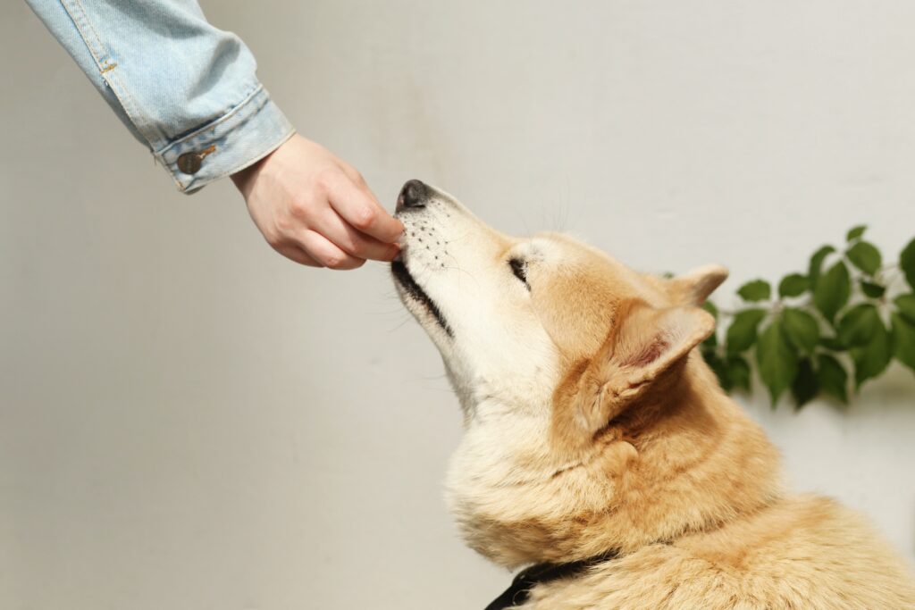 person feeding dog